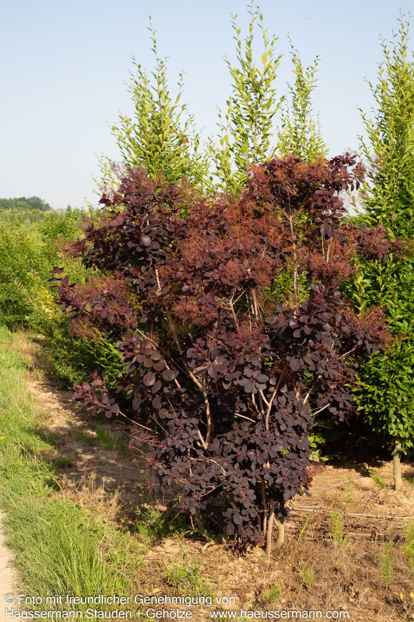 Purpurfarbener Perückenstrauch 'Royal Purple' (Cotinus coggygria)