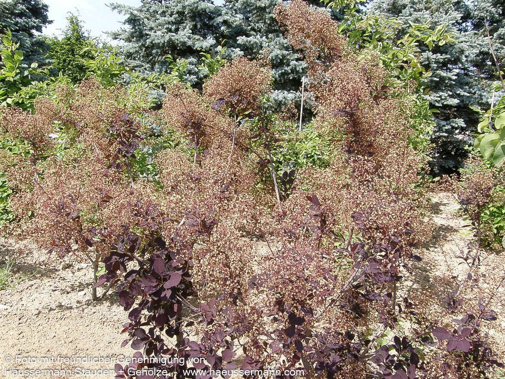 Purpurfarbener Perückenstrauch 'Royal Purple' (Cotinus coggygria)