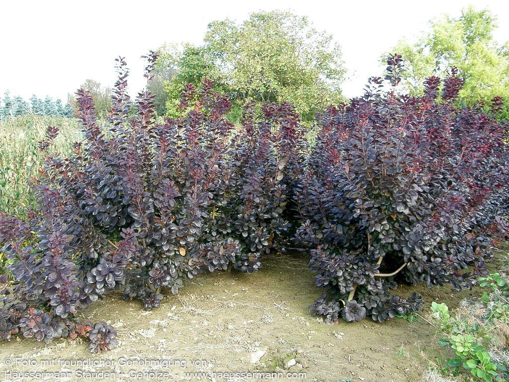 Purpurfarbener Perückenstrauch 'Royal Purple' (Cotinus coggygria)