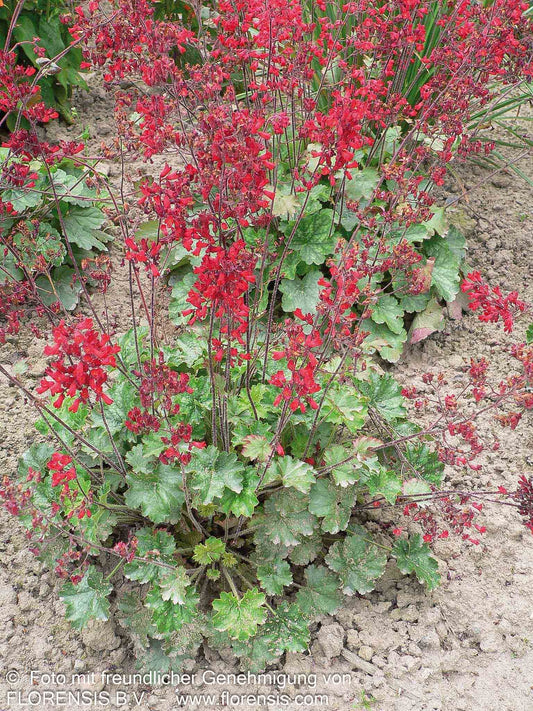 Purpurglöckchen 'Leuchtkäfer' (Heuchera sanguinea)
