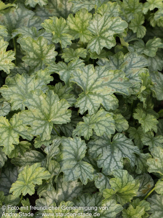 Purpurglöckchen 'Paris' (Heuchera x cult.)