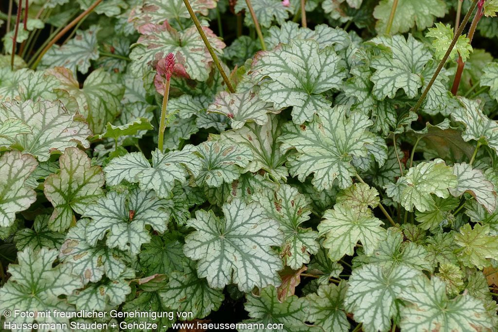 Purpurglöckchen 'Paris' (Heuchera x cult.)
