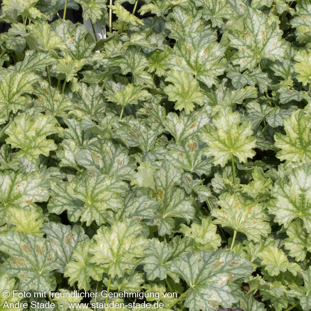 Purpurglöckchen 'Paris' (Heuchera x cult.)