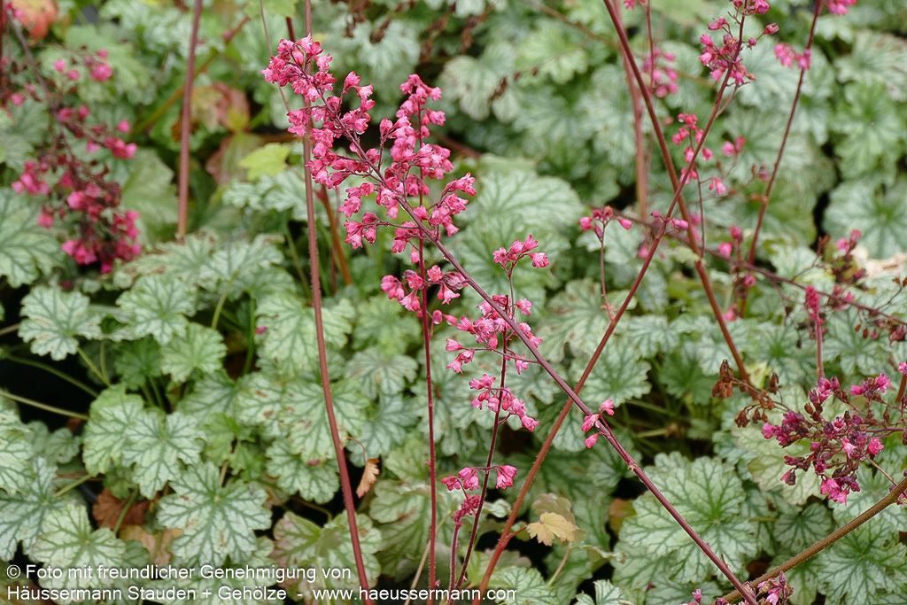 Purpurglöckchen 'Paris' (Heuchera x cult.)