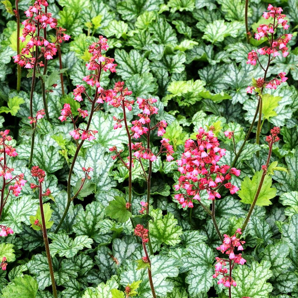 Purpurglöckchen 'Paris' (Heuchera x cult.)