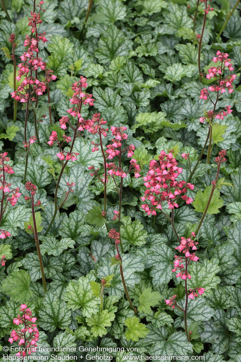 Purpurglöckchen 'Paris' (Heuchera x cult.)