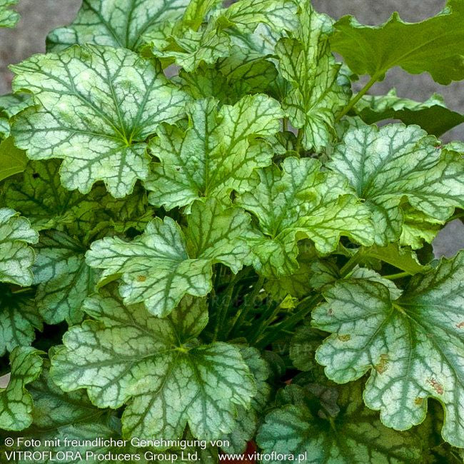 Purpurglöckchen 'Paris' (Heuchera x cult.)
