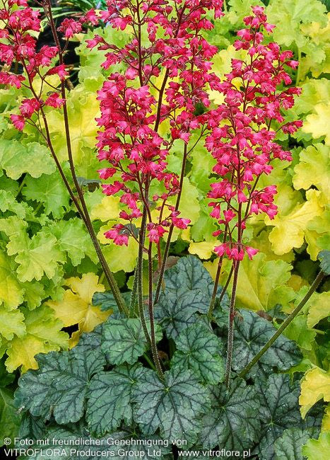 Purpurglöckchen 'Paris' (Heuchera x cult.)