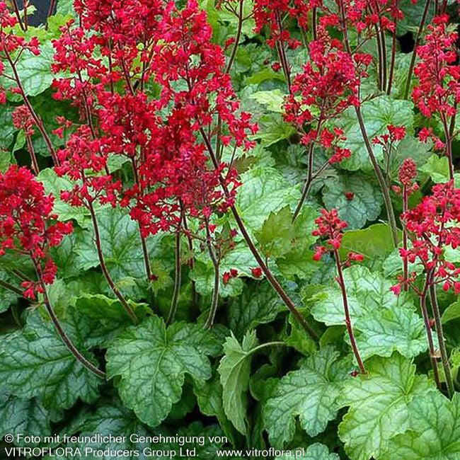 Purpurglöckchen 'Tokyo' (Heuchera x cult.)