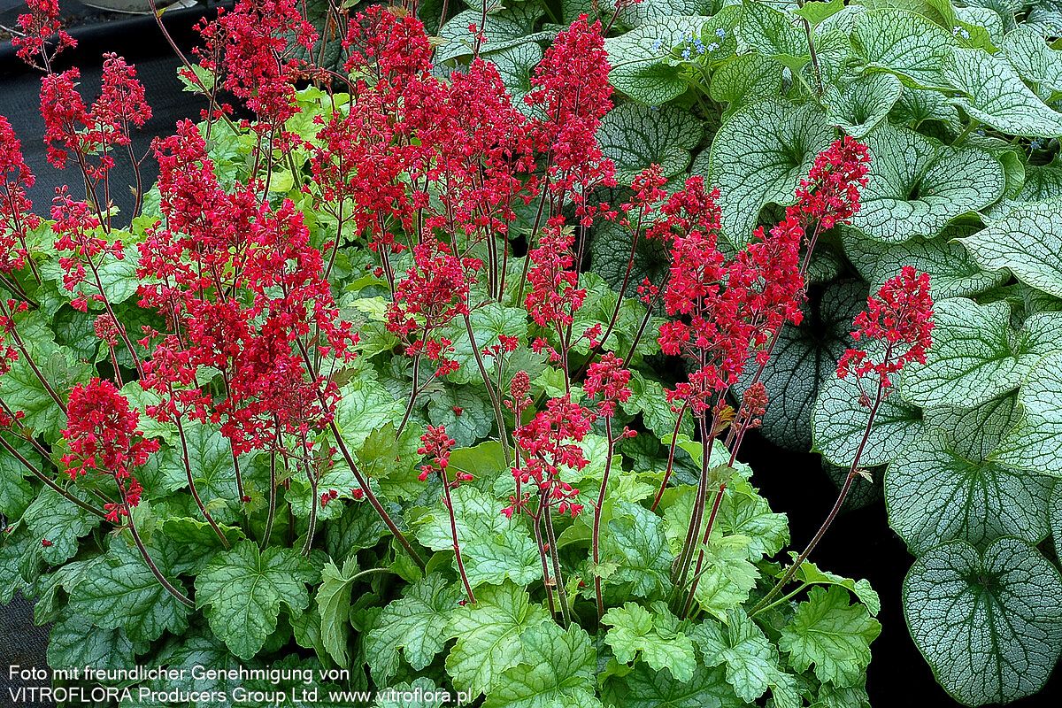 Purpurglöckchen 'Tokyo' (Heuchera x cult.)