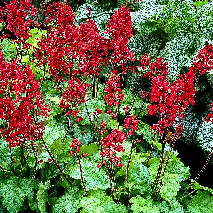 Purpurglöckchen 'Tokyo' (Heuchera x cult.)