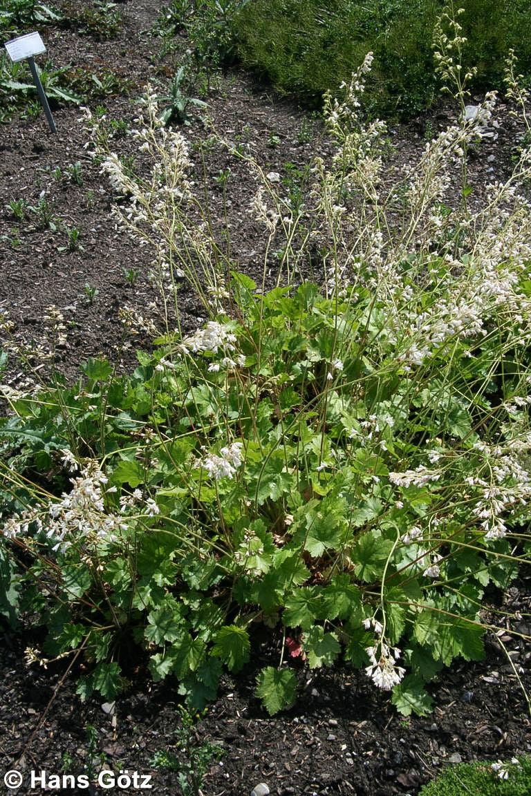 Purpurglöckchen 'White Cloud' (Heuchera sanguinea)