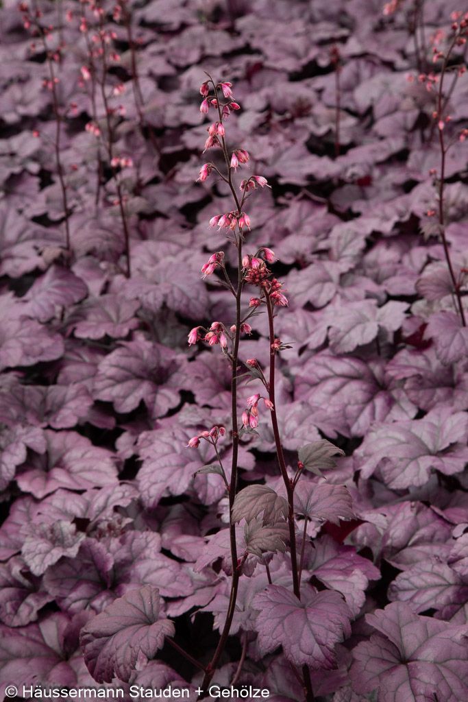 Purpurglöckchen 'Wildberry' (Heuchera x cult.)