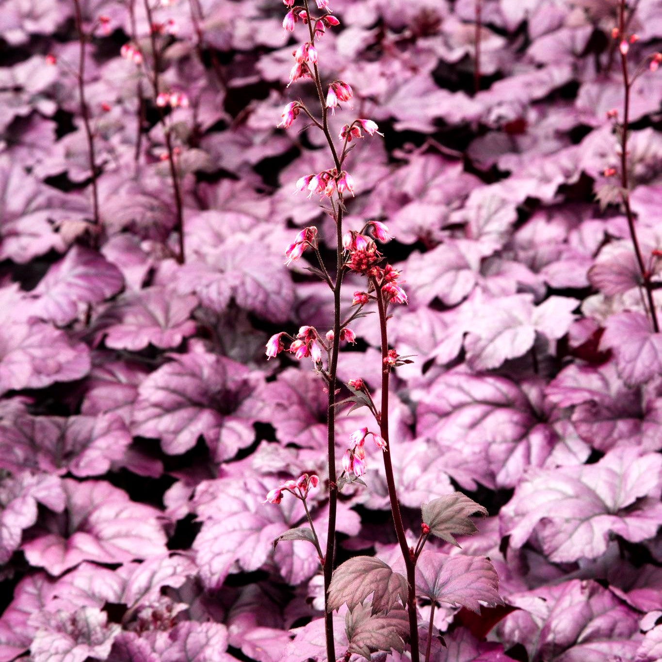 Purpurglöckchen 'Wildberry' (Heuchera x cult.)