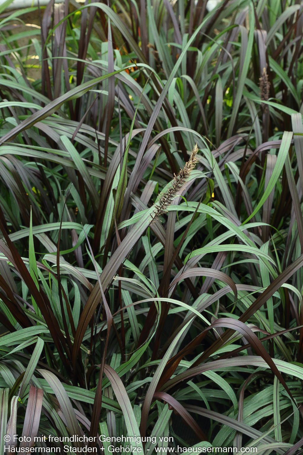Purpurrotes Elefantengras 'Vertigo' (Pennisetum purpureum)