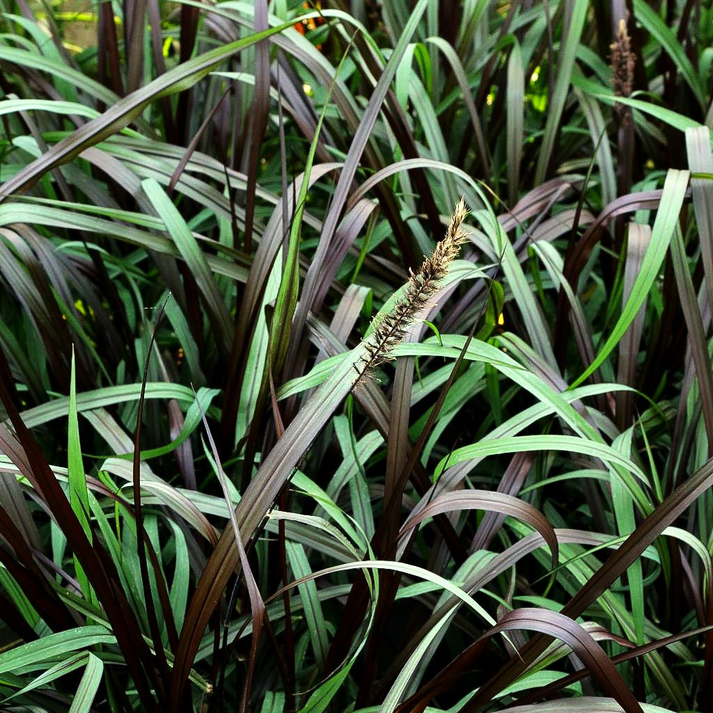 Purpurrotes Elefantengras 'Vertigo' (Pennisetum purpureum)