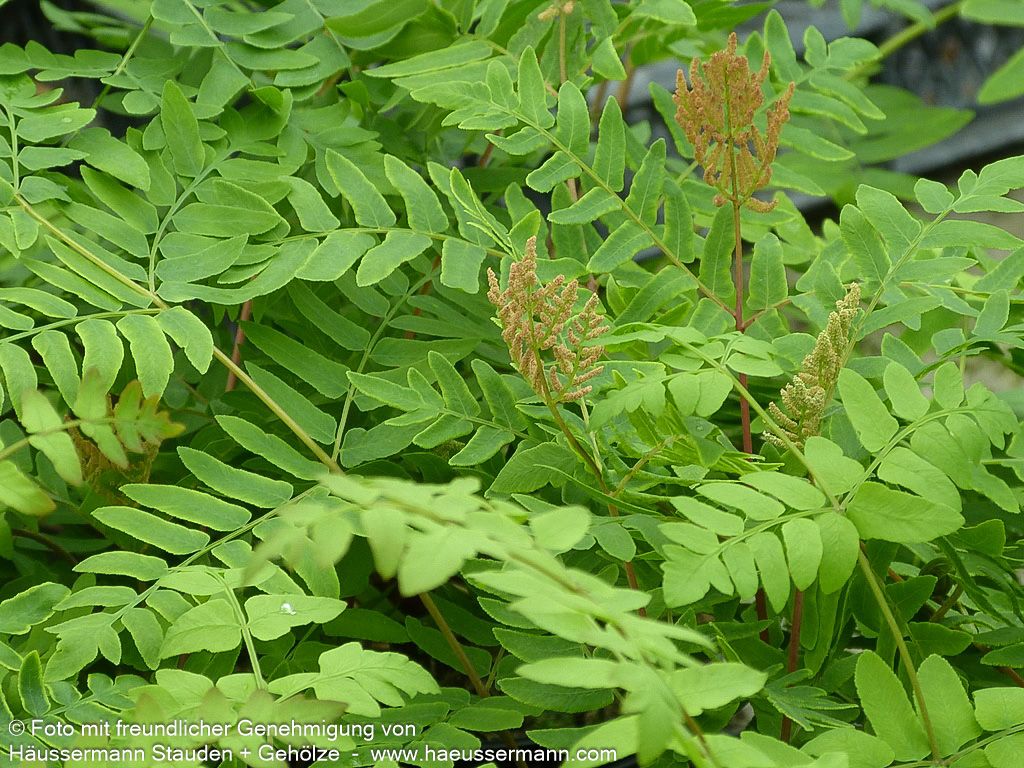 Purpurstängeliger Königsfarn 'Purpurascens' (Osmunda regalis)
