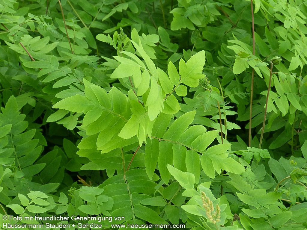 Purpurstängeliger Königsfarn 'Purpurascens' (Osmunda regalis)