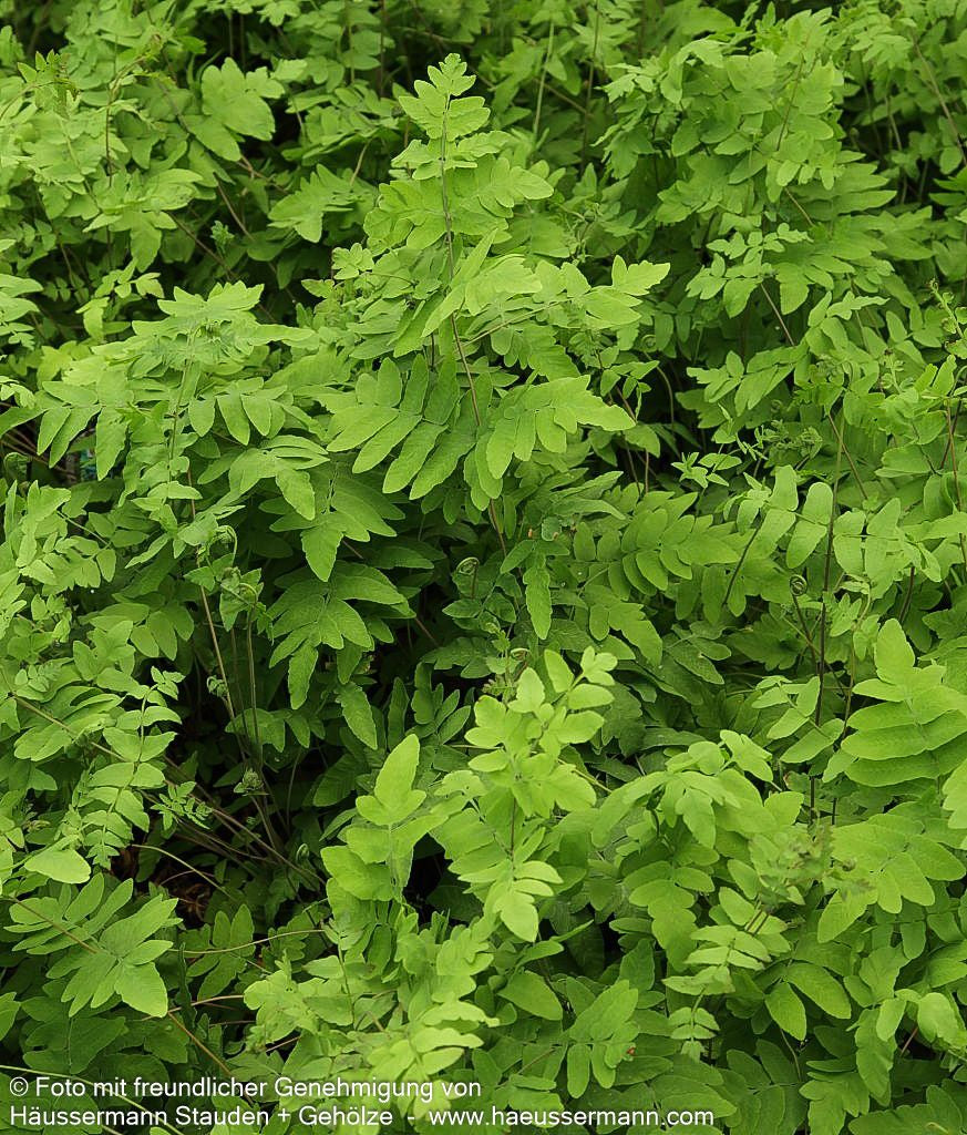 Purpurstängeliger Königsfarn 'Purpurascens' (Osmunda regalis)