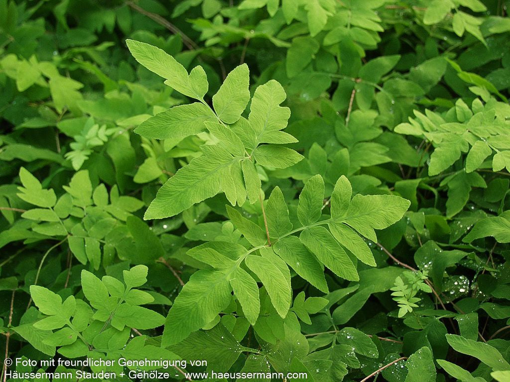 Purpurstängeliger Königsfarn 'Purpurascens' (Osmunda regalis)
