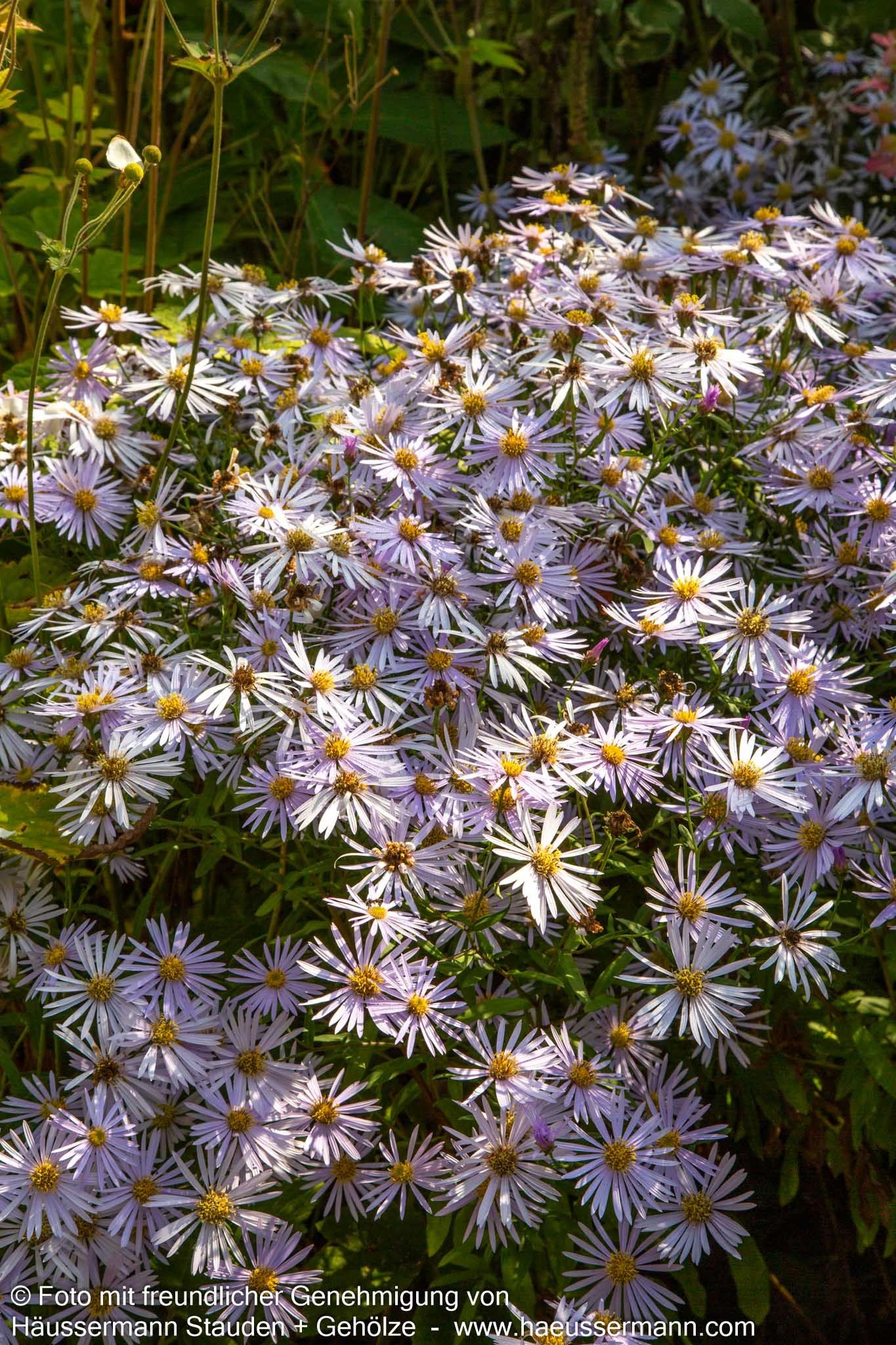 Pyrenäen-Aster 'Lutetia' (Aster pyrenaeus)