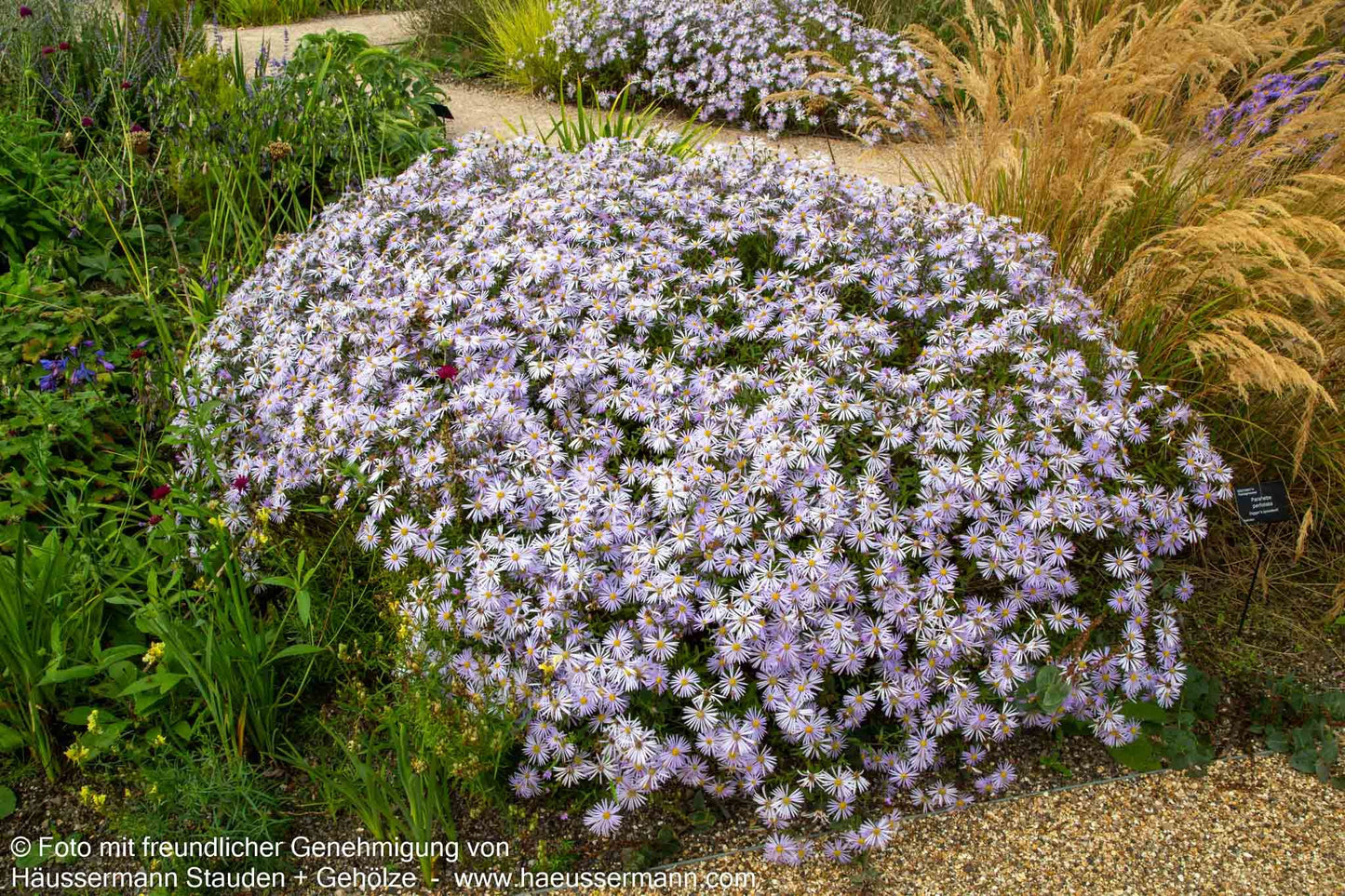 Pyrenäen-Aster 'Lutetia' (Aster pyrenaeus)