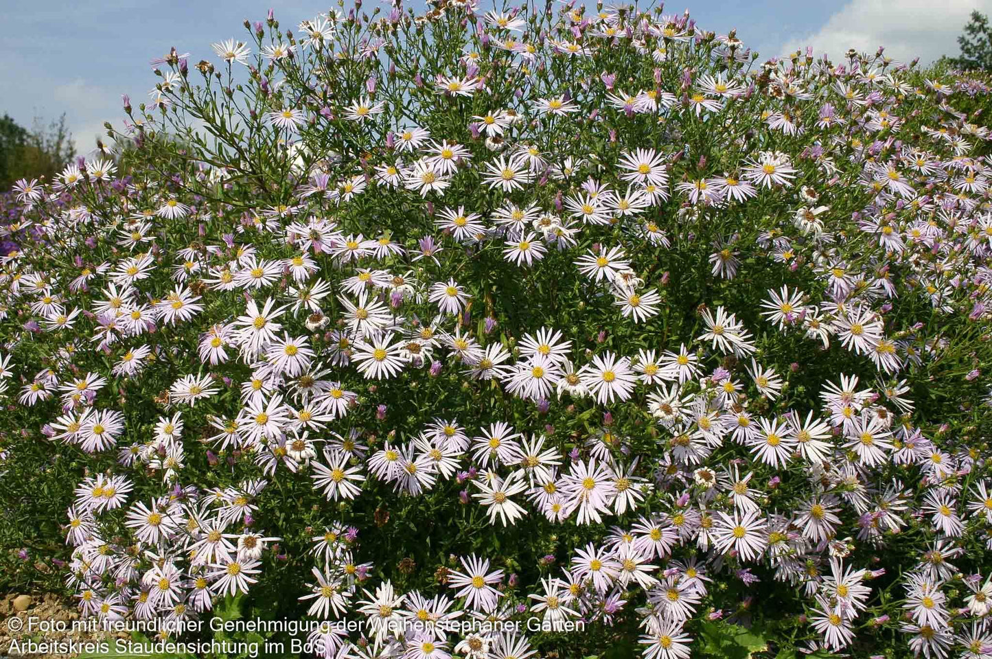 Pyrenäen-Aster 'Lutetia' (Aster pyrenaeus)