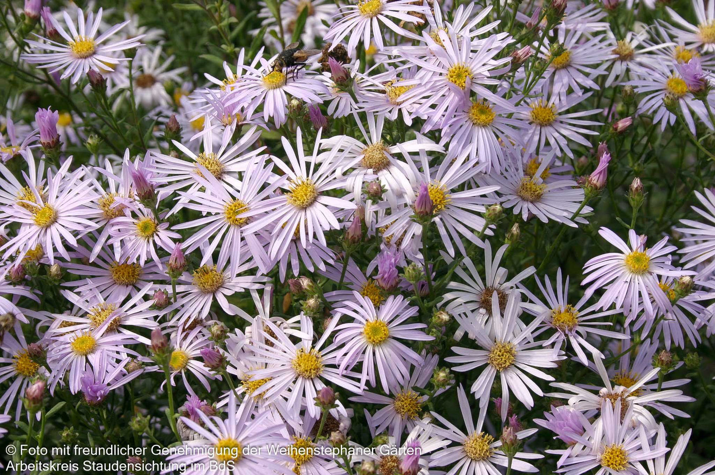 Pyrenäen-Aster 'Lutetia' (Aster pyrenaeus)