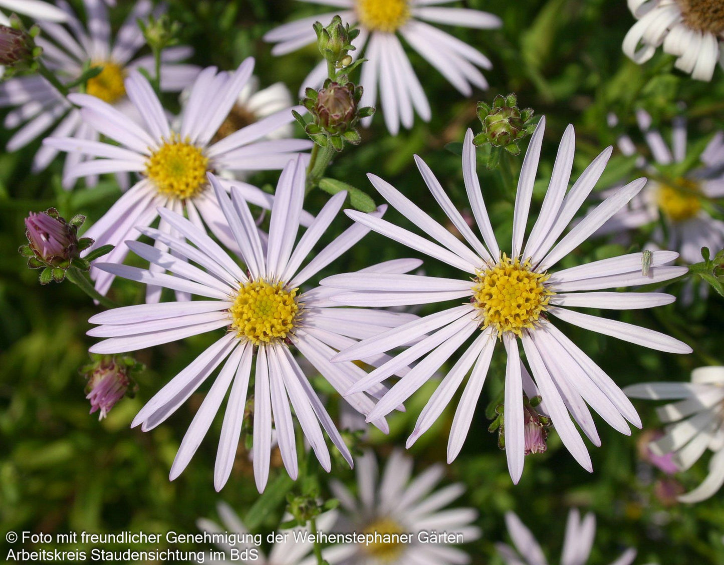 Pyrenäen-Aster 'Lutetia' (Aster pyrenaeus)