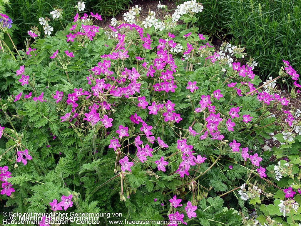 Pyrenäen-Reiherschnabel (Erodium manescavii)