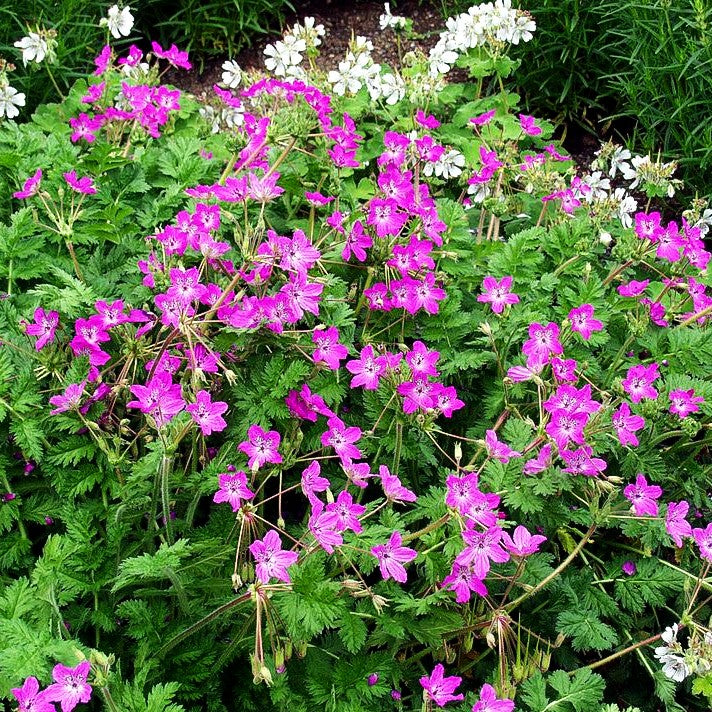 Pyrenäen-Reiherschnabel (Erodium manescavii)