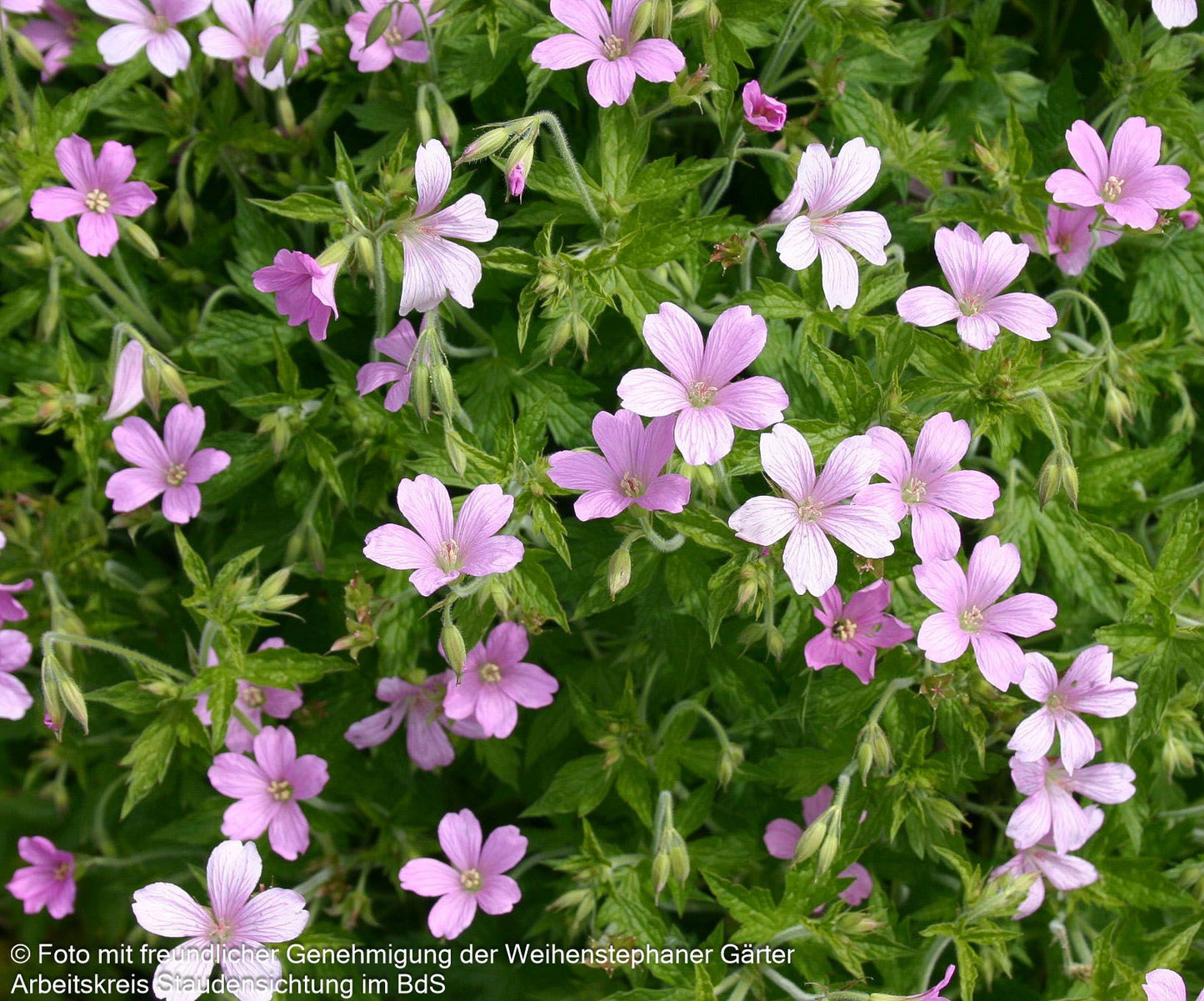 Pyrenäen-Storchschnabel (Geranium endressii)