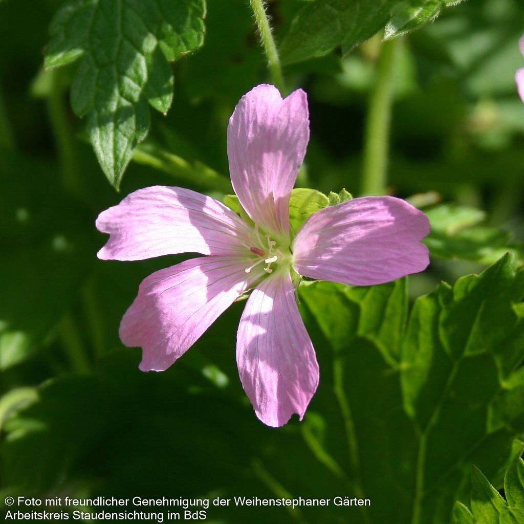 Pyrenäen-Storchschnabel (Geranium endressii)