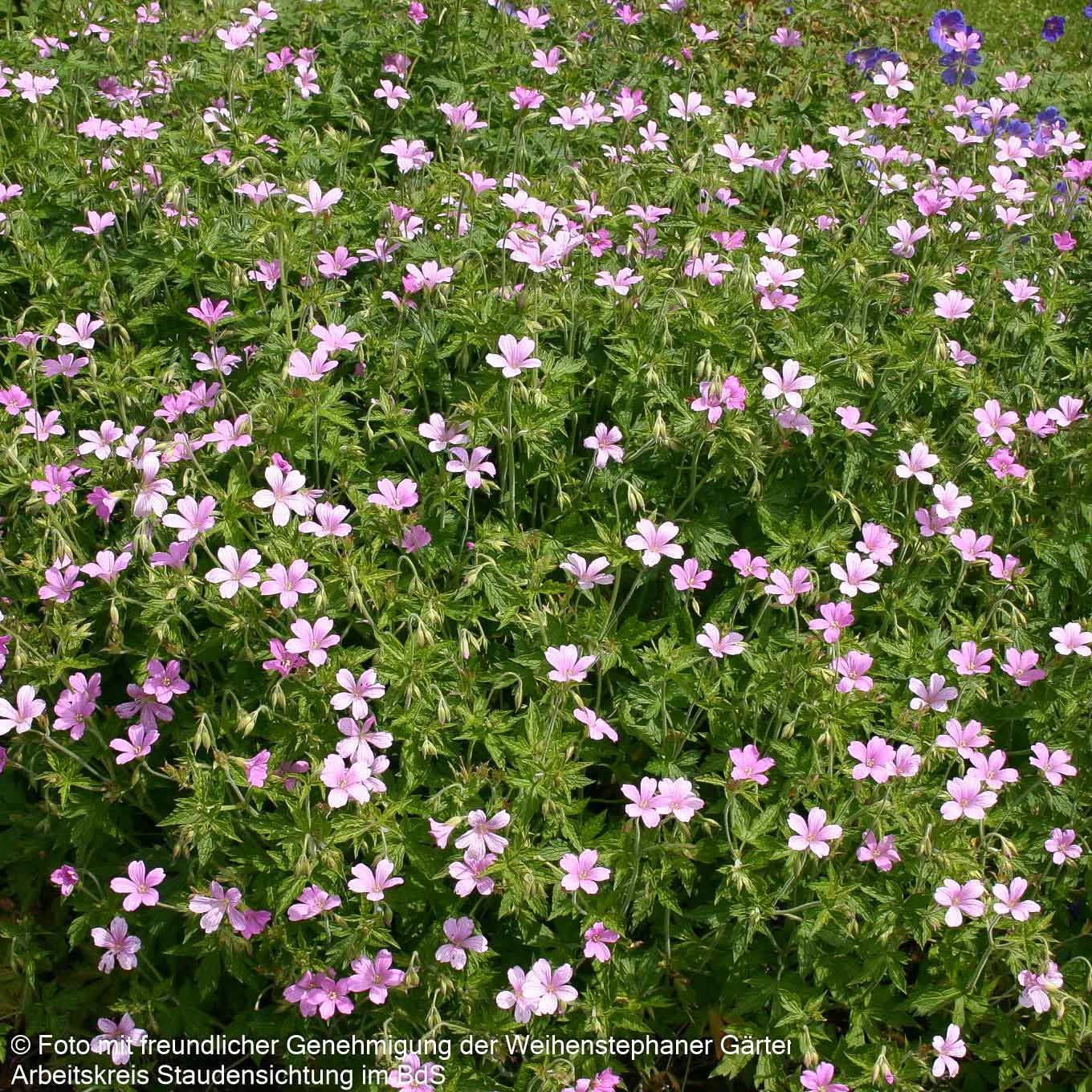 Pyrenäen-Storchschnabel (Geranium endressii)