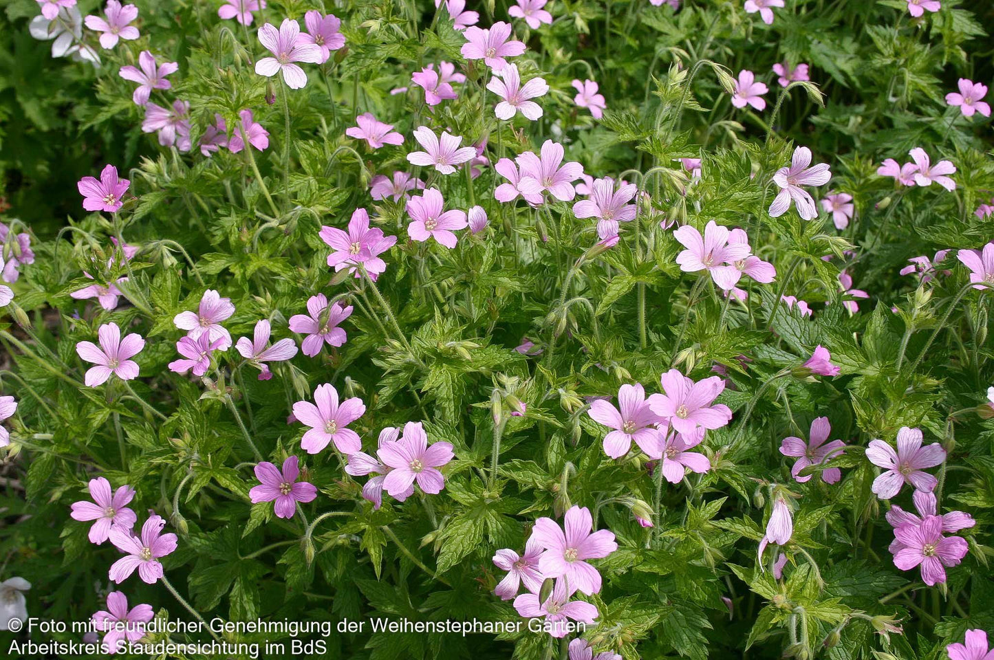 Pyrenäen-Storchschnabel (Geranium endressii)