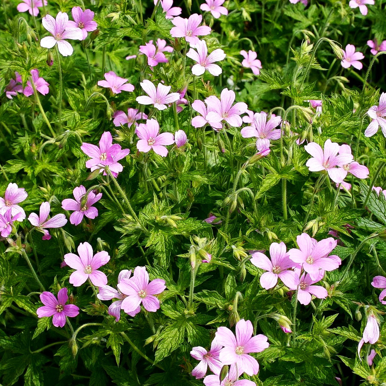 Pyrenäen-Storchschnabel (Geranium endressii)