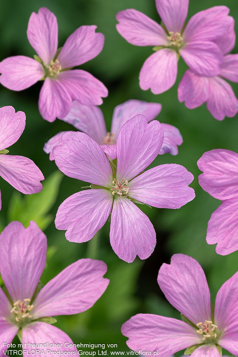 Pyrenäen-Storchschnabel (Geranium endressii)