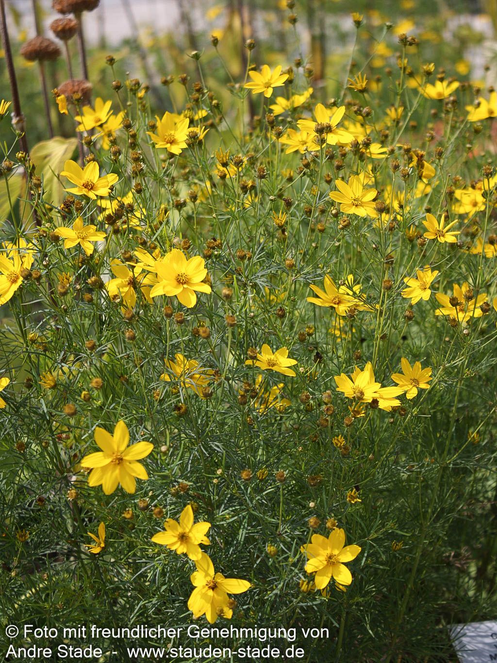 Quirlblättriges Mädchenauge (Coreopsis verticillata)