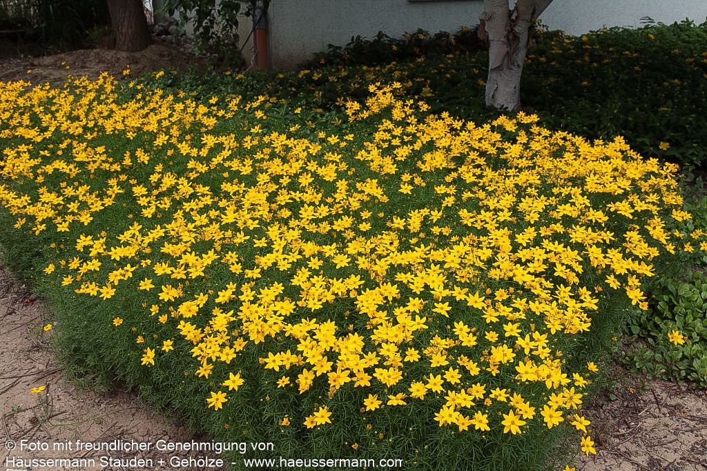 Quirlblättriges Mädchenauge (Coreopsis verticillata)