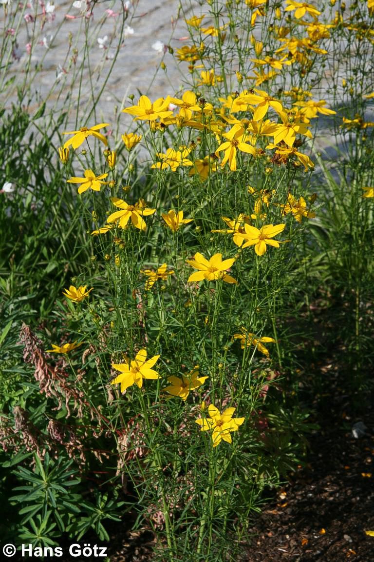 Quirlblättriges Mädchenauge (Coreopsis verticillata)