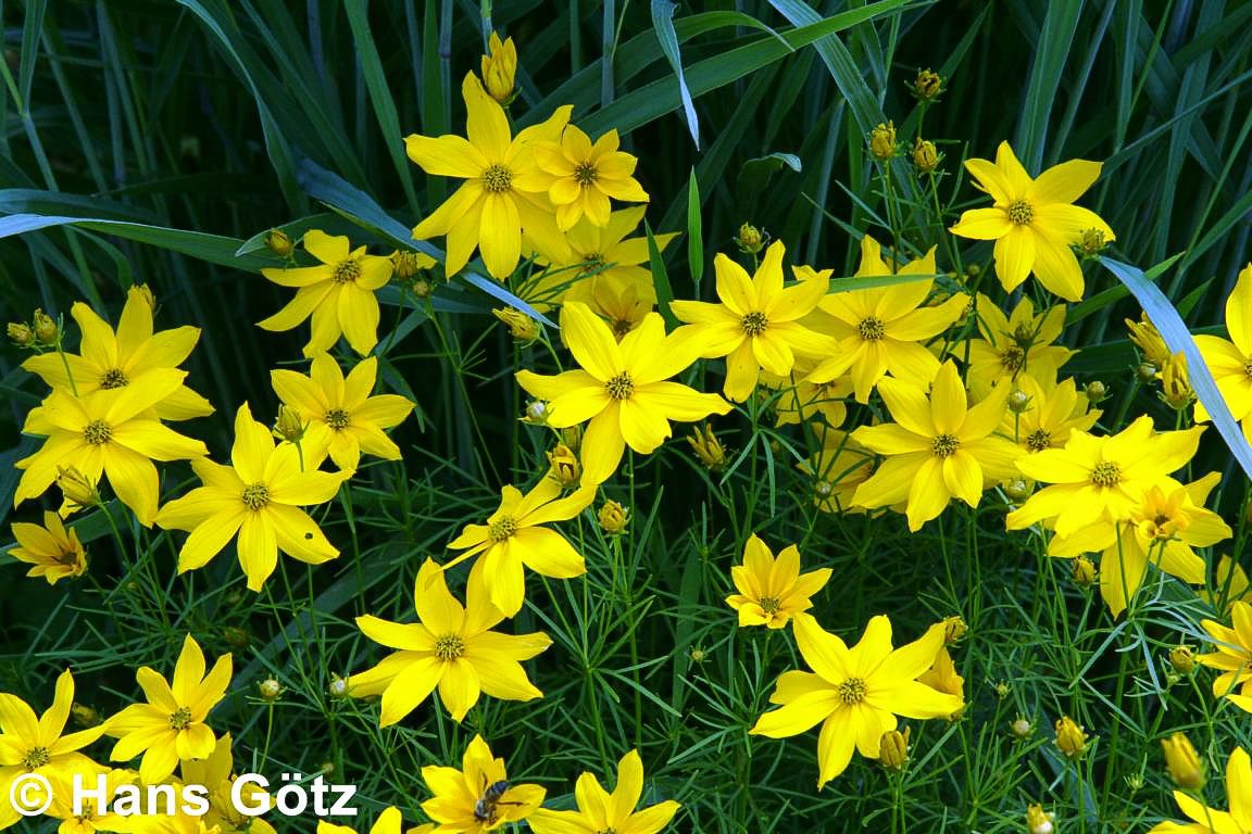 Quirlblättriges Mädchenauge (Coreopsis verticillata)