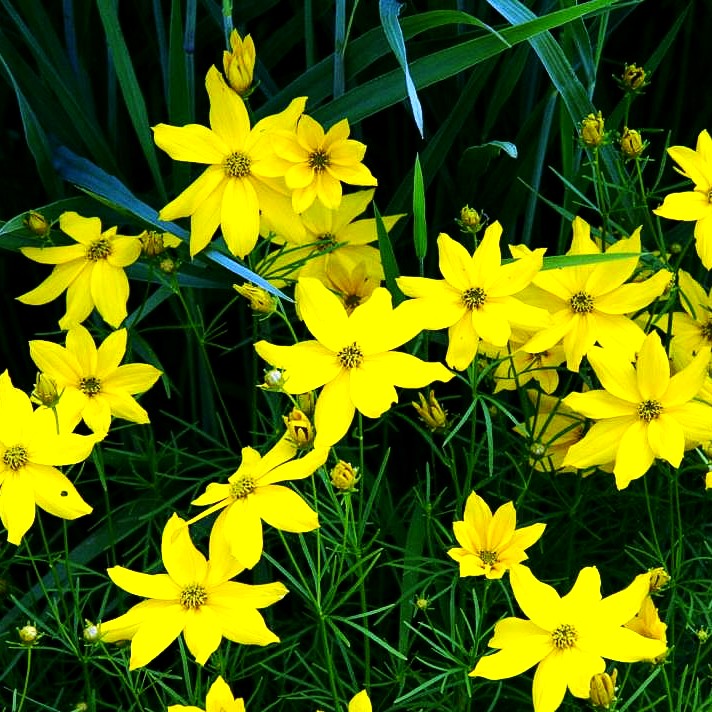 Quirlblättriges Mädchenauge (Coreopsis verticillata)