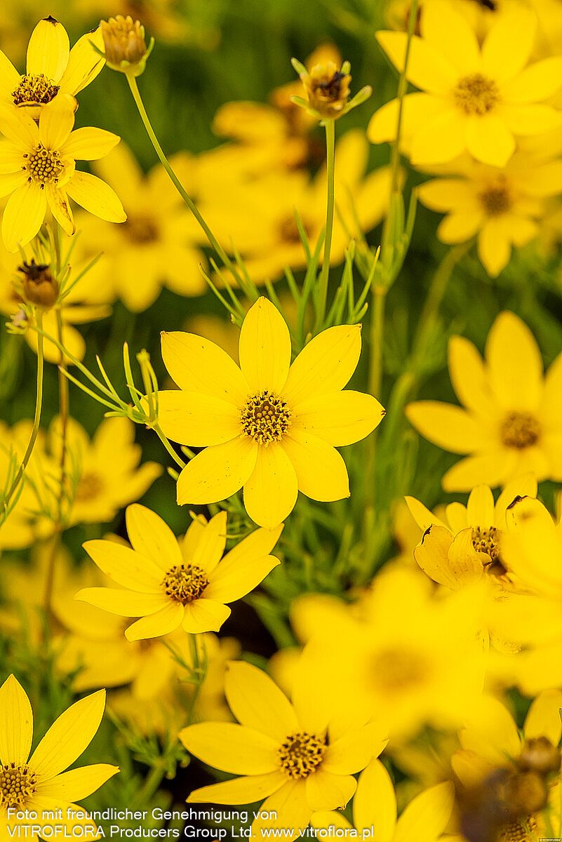 Quirlblättriges Mädchenauge (Coreopsis verticillata)