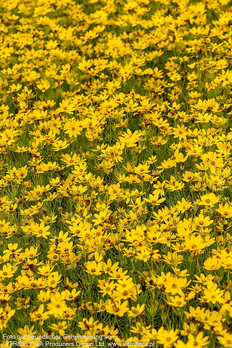 Quirlblättriges Mädchenauge (Coreopsis verticillata)