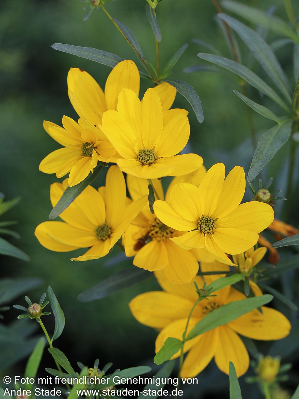 Quirlblättriges Mädchenauge 'Johannes' (Coreopsis x cult.)