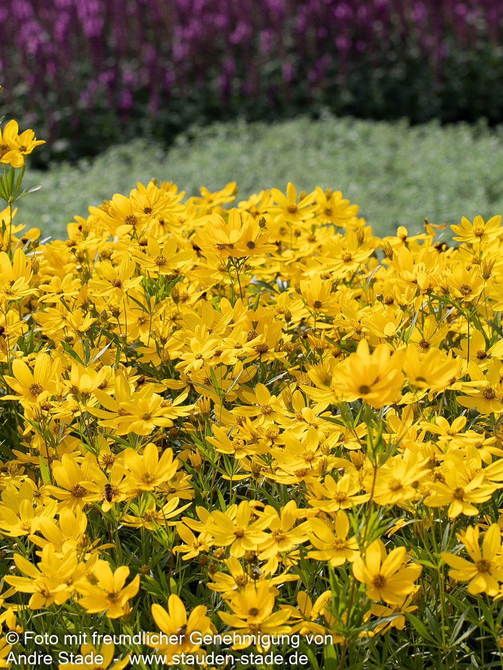 Quirlblättriges Mädchenauge 'Johannes' (Coreopsis x cult.)