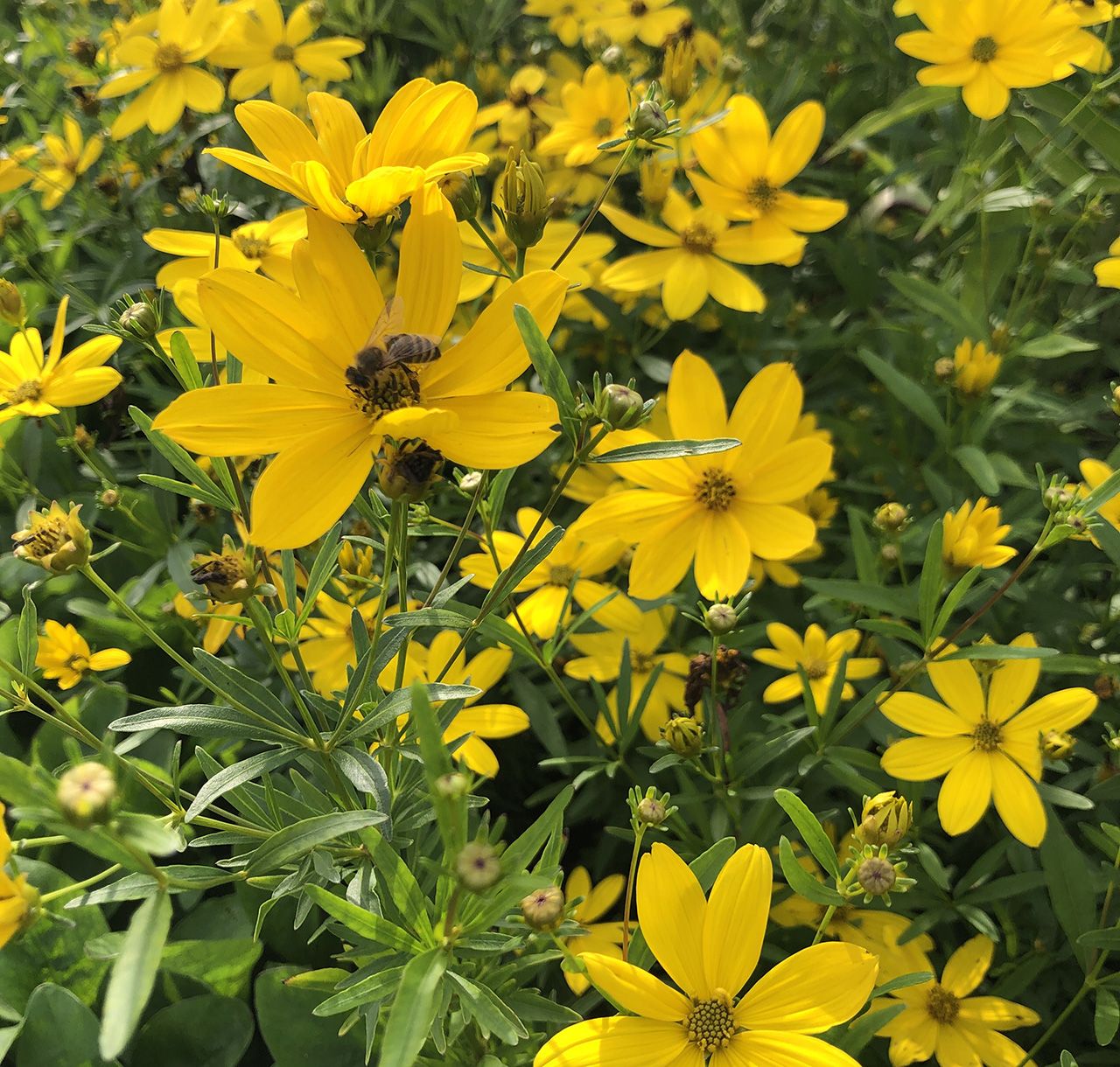 Quirlblättriges Mädchenauge 'Johannes' (Coreopsis x cult.)