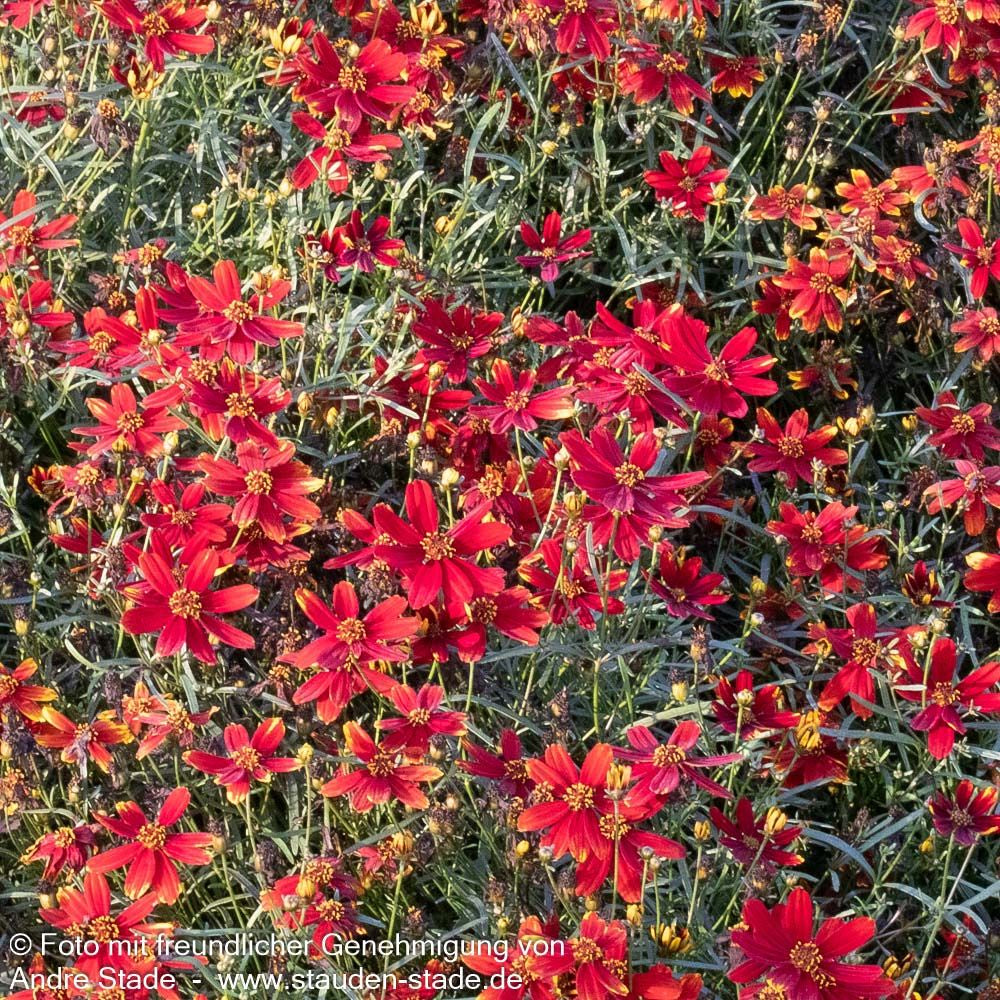 Quirlblättriges Mädchenauge 'Ladybird' (Coreopsis verticillata)