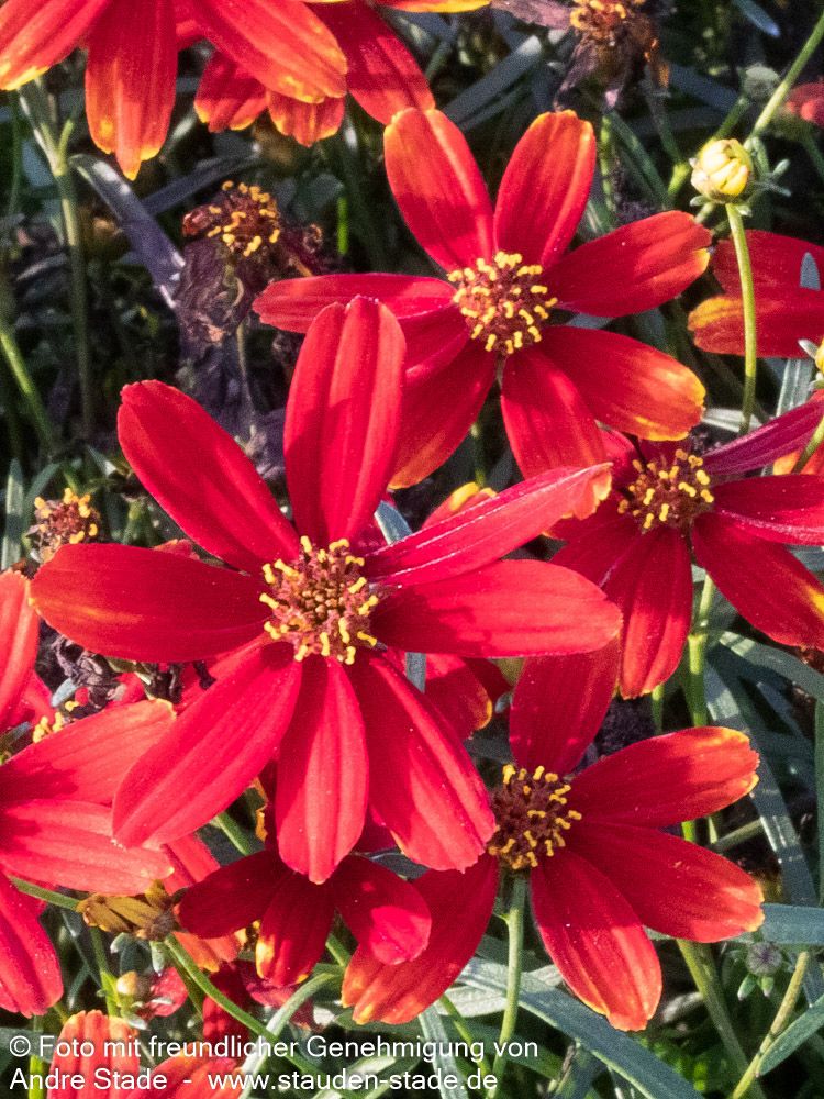 Quirlblättriges Mädchenauge 'Ladybird' (Coreopsis verticillata)
