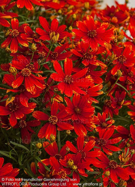 Quirlblättriges Mädchenauge 'Ladybird' (Coreopsis verticillata)